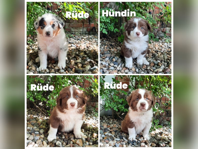 Australian Shepherd Welpen