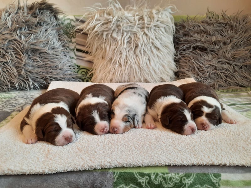 Australian Shepherd Welpen