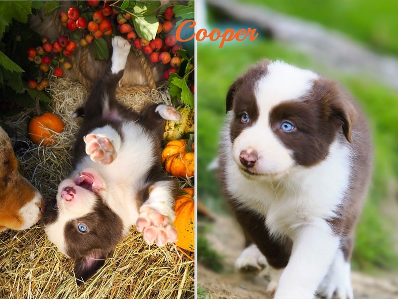 Australian Shepherd "Cooper" Deckrüde