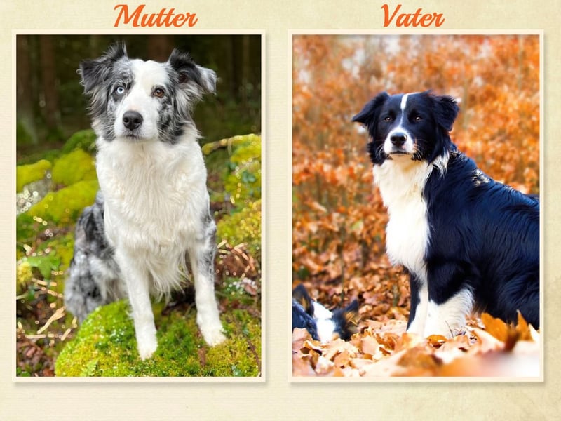 Australian Shepherd "Cooper" Deckrüde