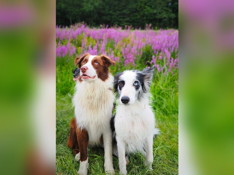 Australian Shepherd "Cooper" Deckrüde