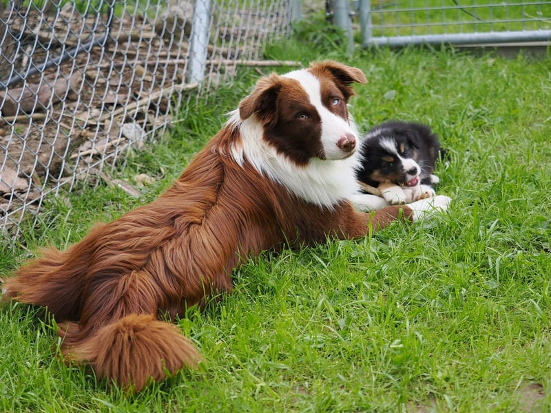 Australian Shepherd "Cooper" Deckrüde