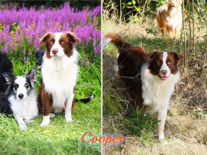 Australian Shepherd "Cooper" Deckrüde
