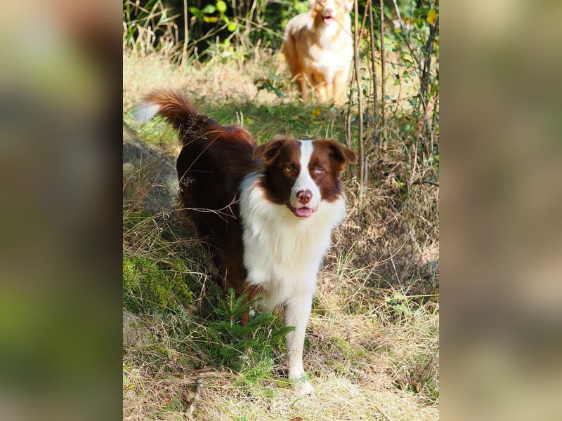 Australian Shepherd "Cooper" Deckrüde