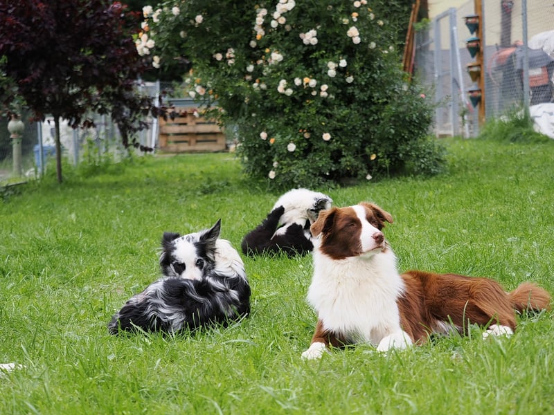 Australian Shepherd "Cooper" Deckrüde