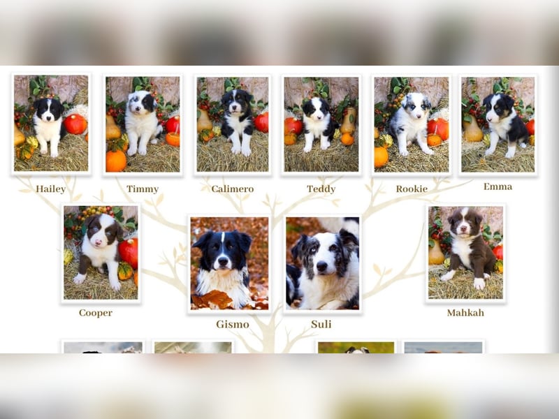 Australian Shepherd "Cooper" Deckrüde