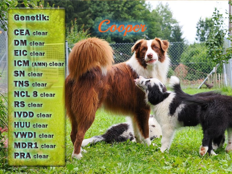 Australian Shepherd "Cooper" Deckrüde