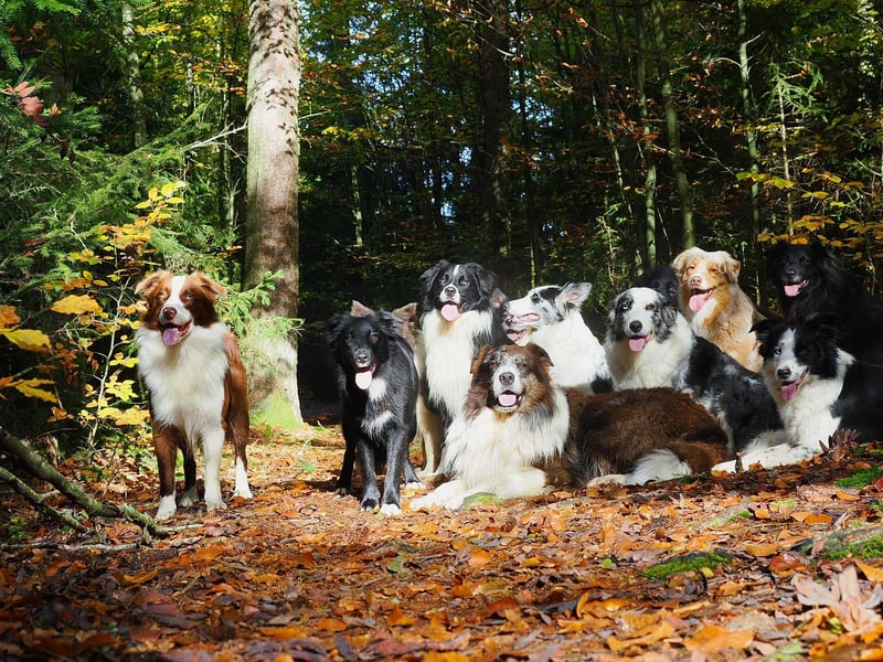 Australian Shepherd "Cooper" Deckrüde