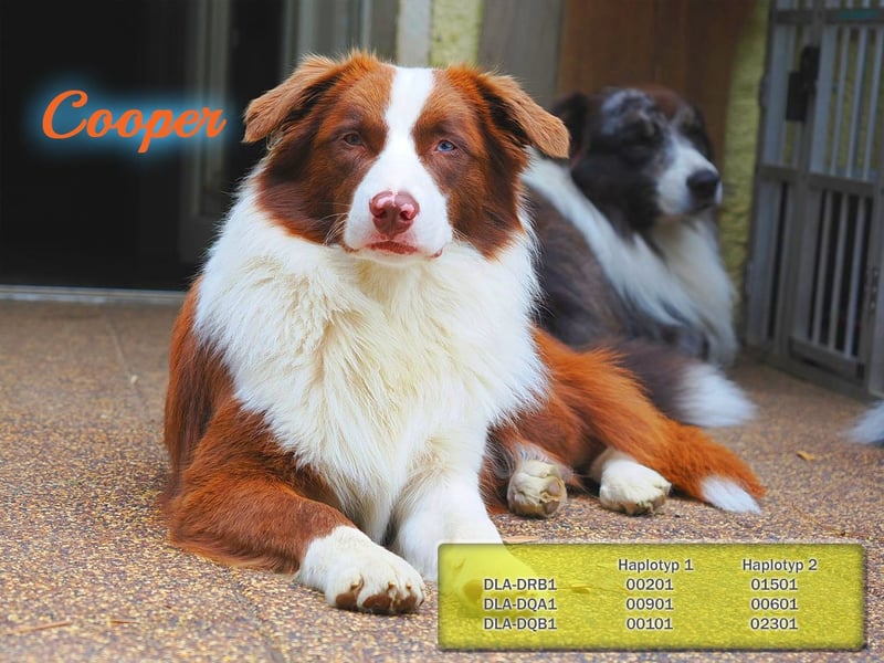Australian Shepherd "Cooper" Deckrüde