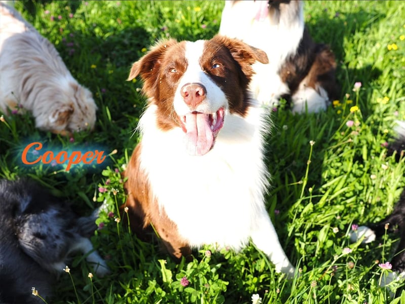 Australian Shepherd "Cooper" Deckrüde