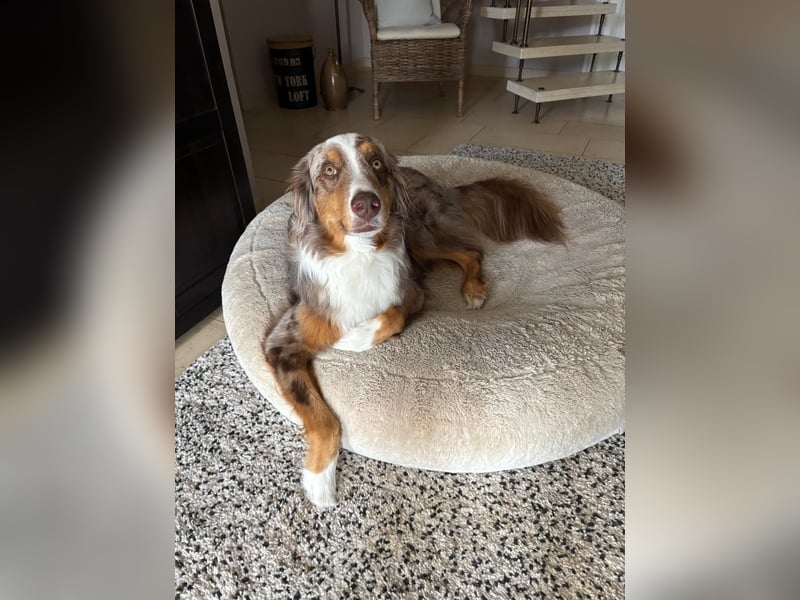Marley sucht ein neues Zuhause