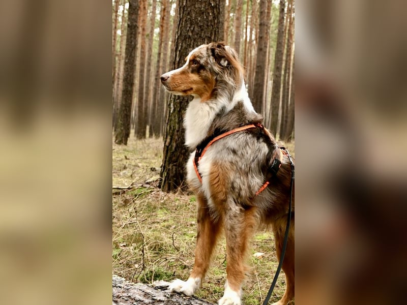 Marley sucht ein neues Zuhause