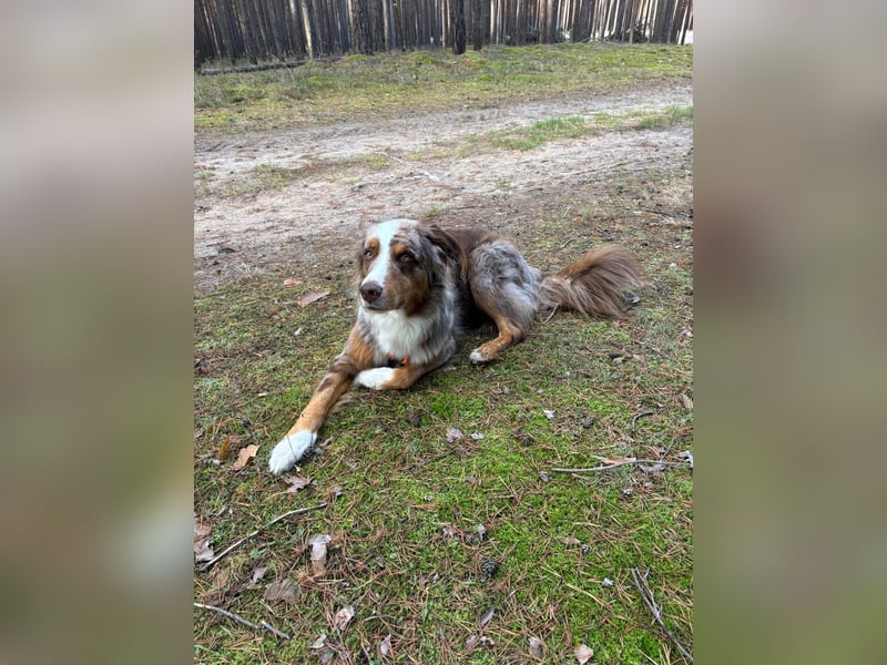 Marley sucht ein neues Zuhause