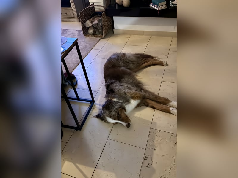 Marley sucht ein neues Zuhause