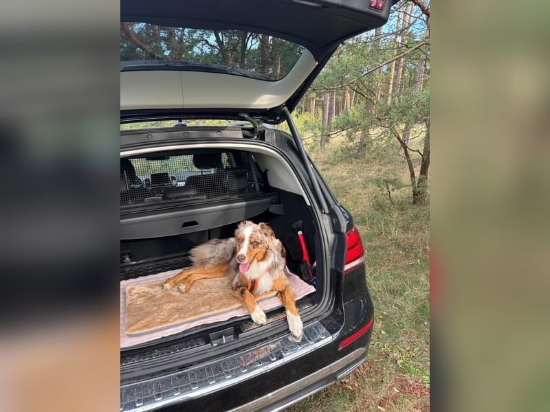 Marley sucht ein neues Zuhause