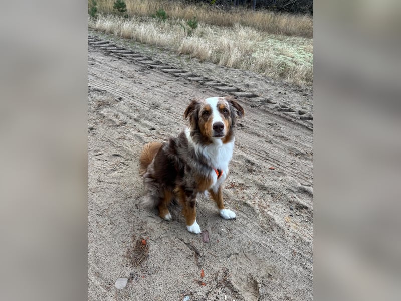 Marley sucht ein neues Zuhause