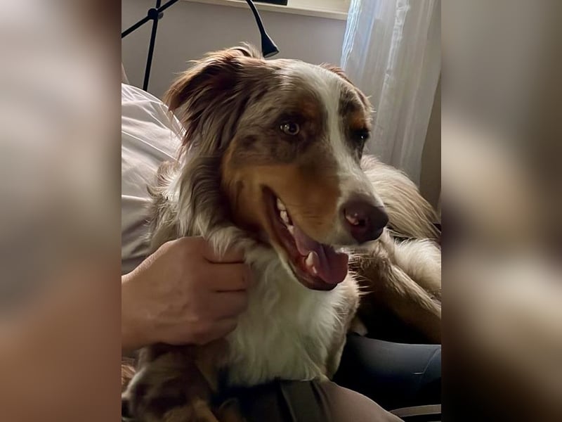 Marley sucht ein neues Zuhause
