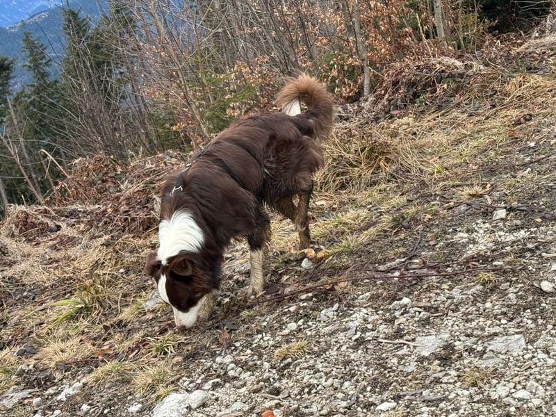 Floki