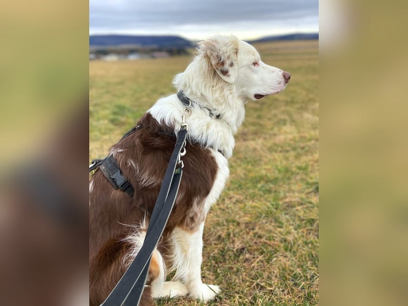 Malo - verschmuster Aussie-Rüde