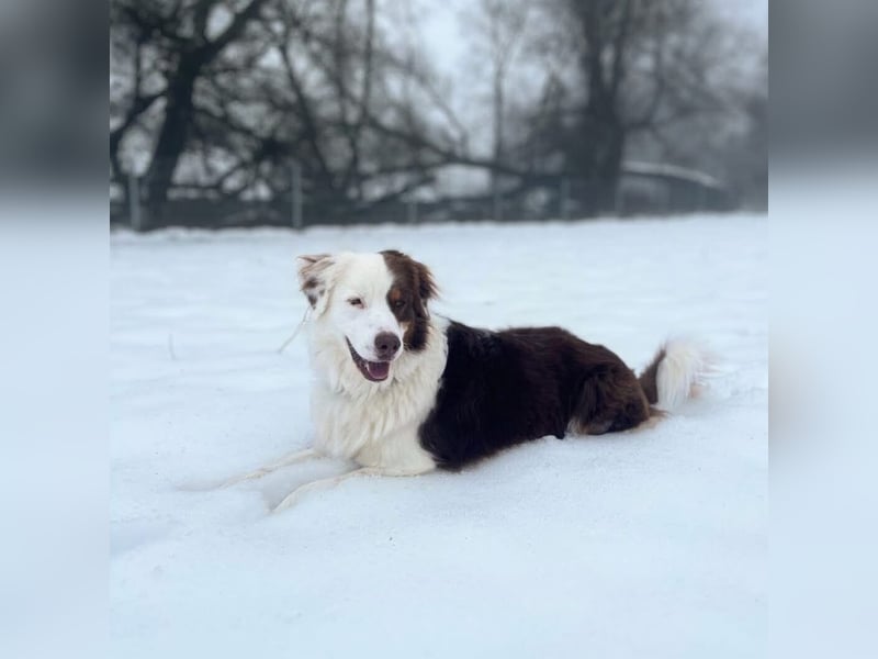Malo - verschmuster Aussie-Rüde