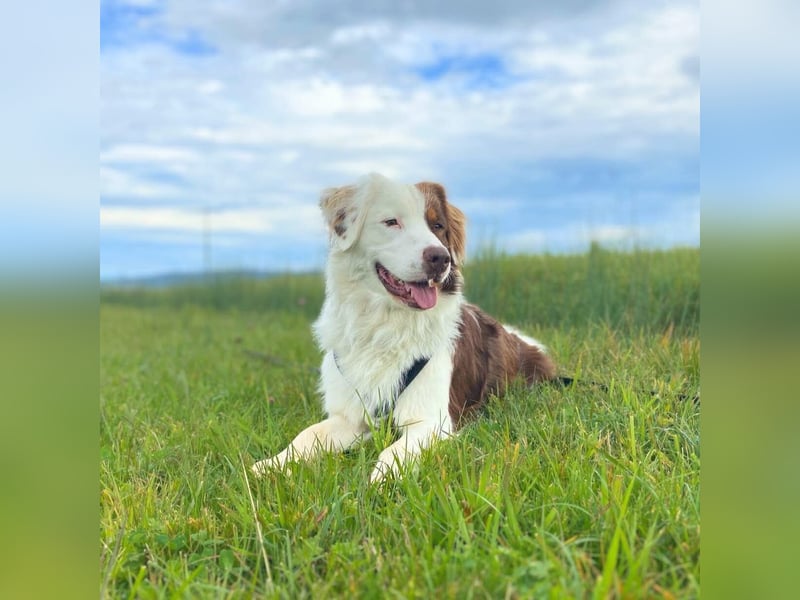 Malo - verschmuster Aussie-Rüde
