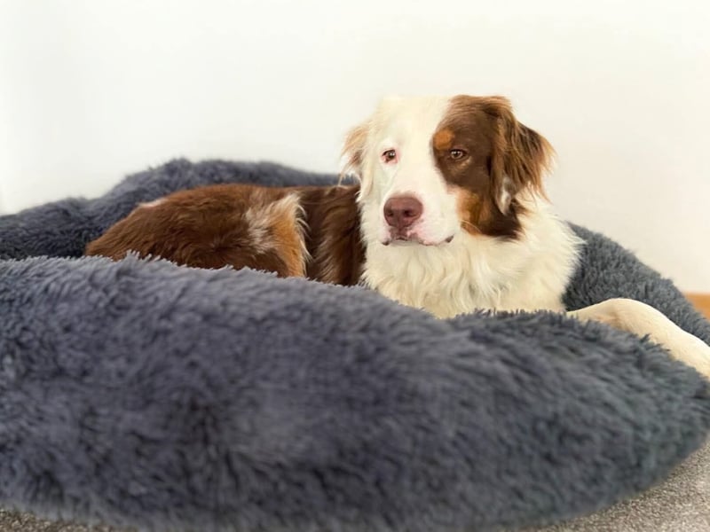 Malo - verschmuster Aussie-Rüde