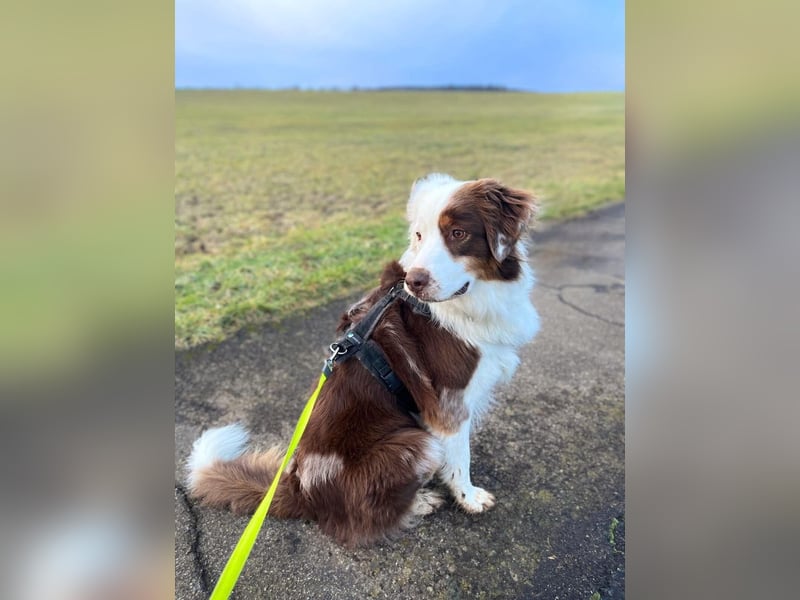 Malo - verschmuster Aussie-Rüde