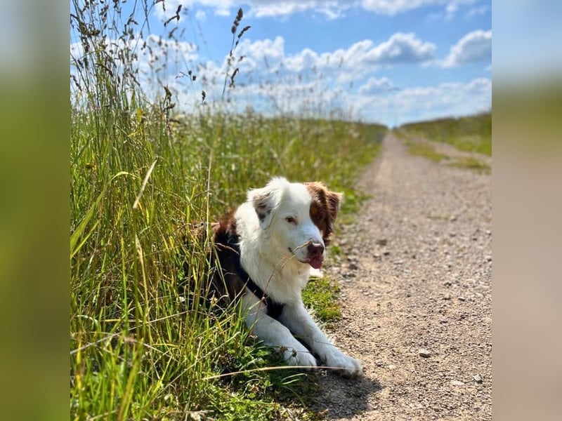 Malo - verschmuster Aussie-Rüde