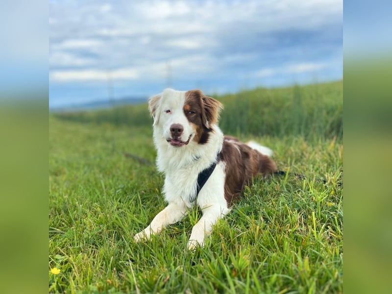 Malo - verschmuster Aussie-Rüde