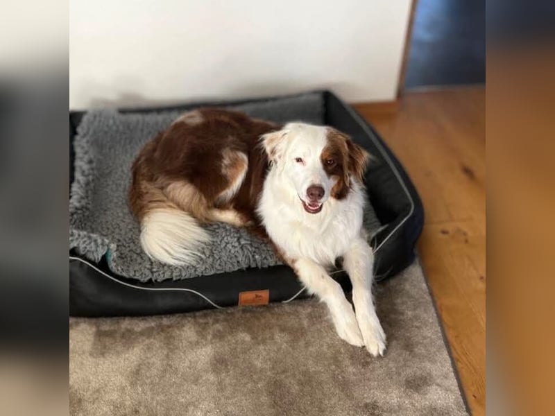 Malo - verschmuster Aussie-Rüde