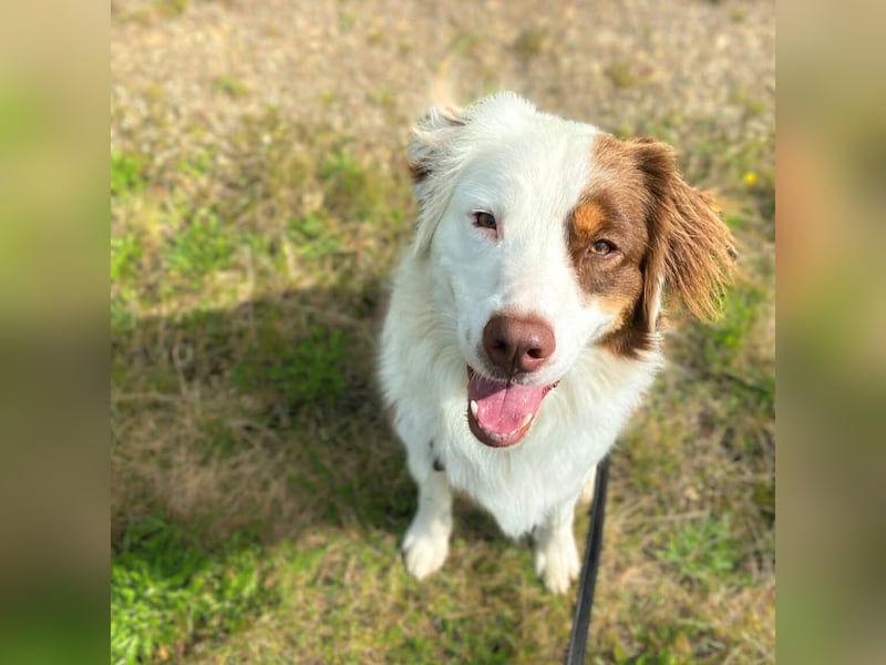 Malo - verschmuster Aussie-Rüde