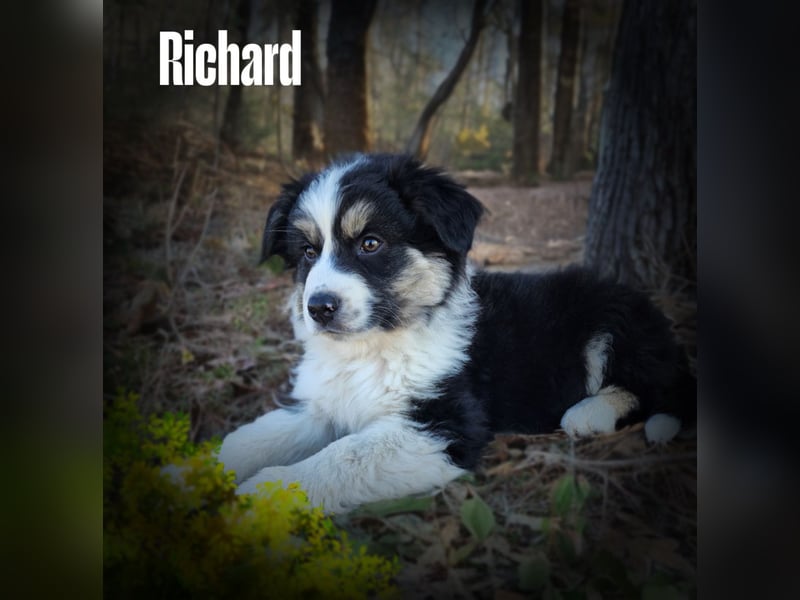 Bezaubernde Australian Shepherd Welpen