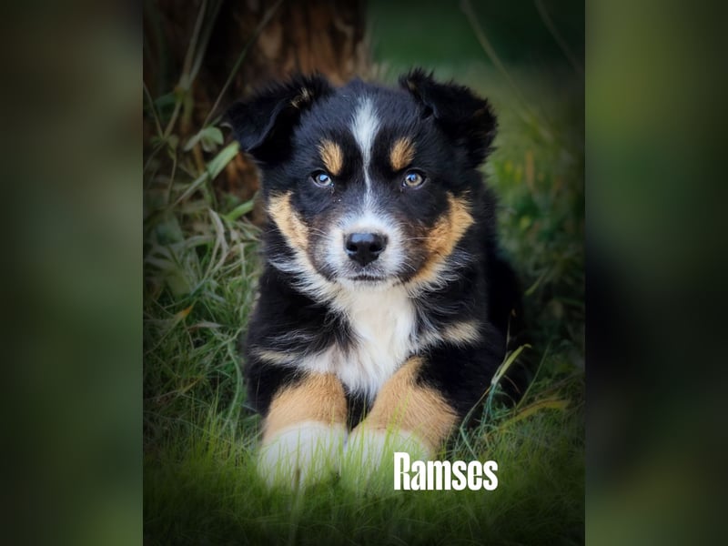 Bezaubernde Australian Shepherd Welpen