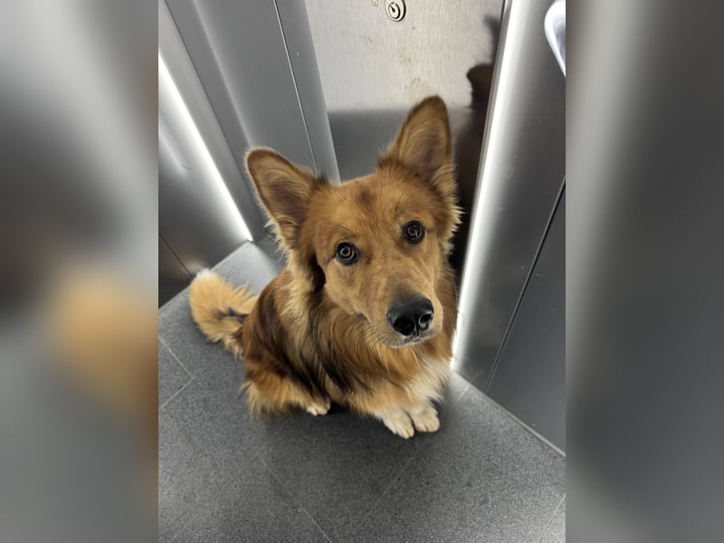 Frisch, munter und voller Liebe – Mein Hund sucht ein neues Zuhause!