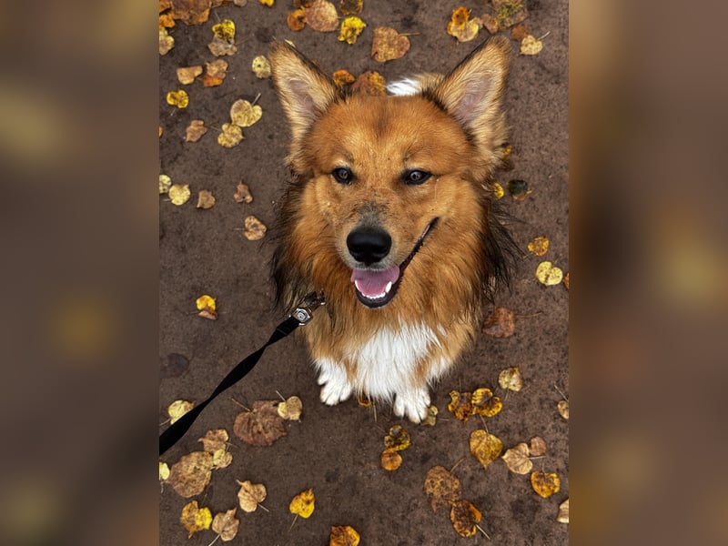 Frisch, munter und voller Liebe – Mein Hund sucht ein neues Zuhause!