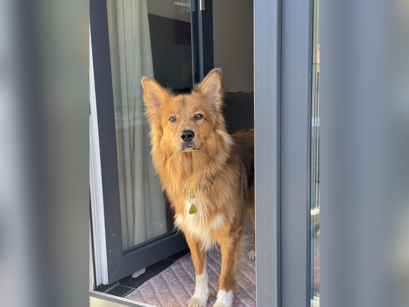 Frisch, munter und voller Liebe – Mein Hund sucht ein neues Zuhause!
