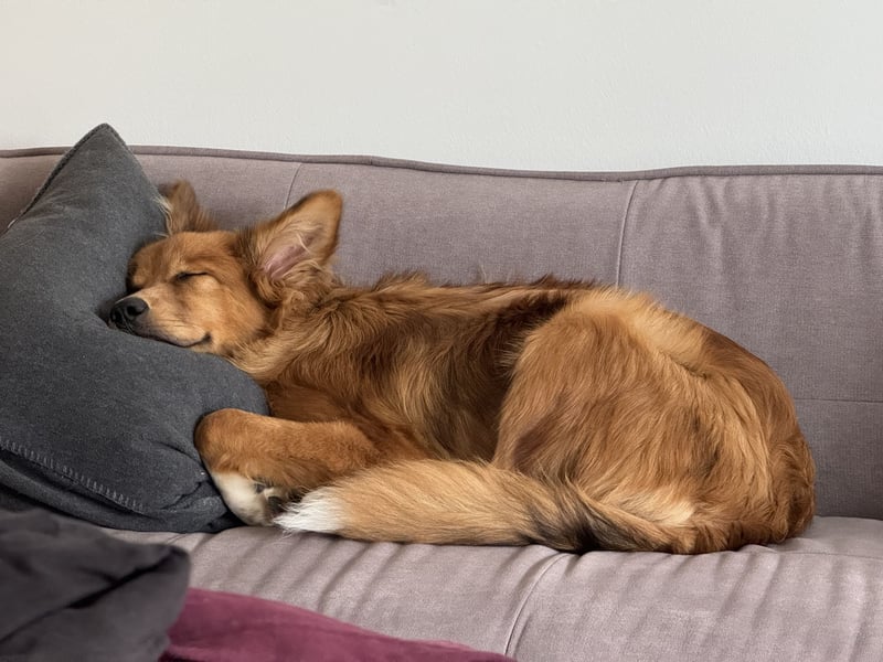 Frisch, munter und voller Liebe – Mein Hund sucht ein neues Zuhause!