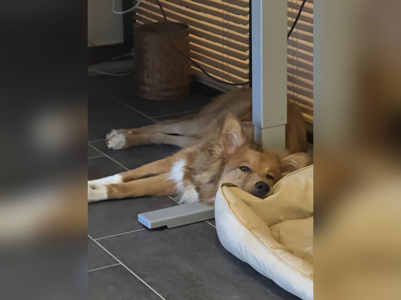 Frisch, munter und voller Liebe – Mein Hund sucht ein neues Zuhause!