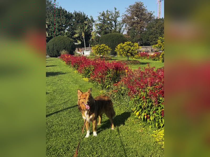 Frisch, munter und voller Liebe – Mein Hund sucht ein neues Zuhause!