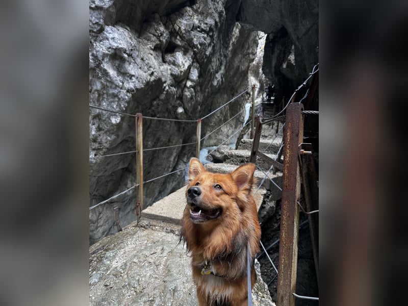 Frisch, munter und voller Liebe – Mein Hund sucht ein neues Zuhause!