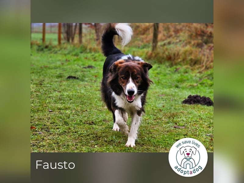 Fausto: sucht ein erfahrenes Zuhause in 29640 Schneverdingen/D