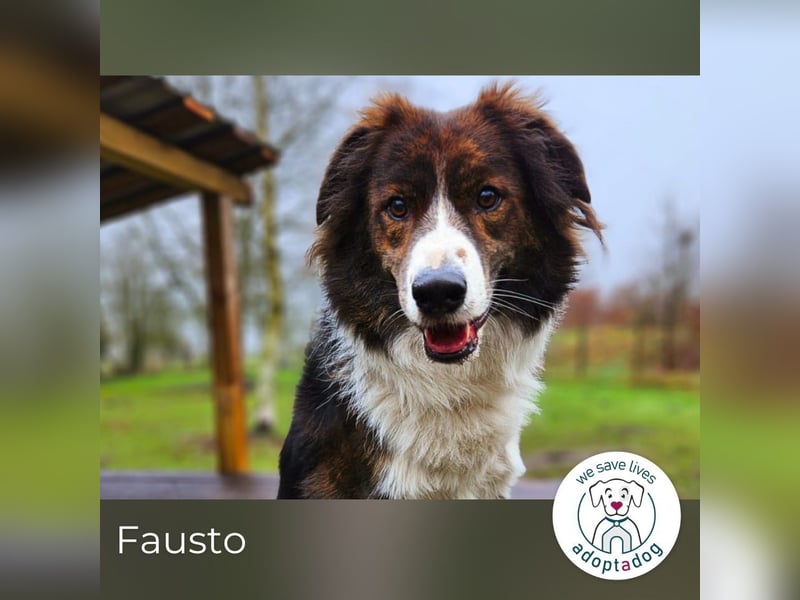 Fausto: sucht ein erfahrenes Zuhause in 29640 Schneverdingen/D