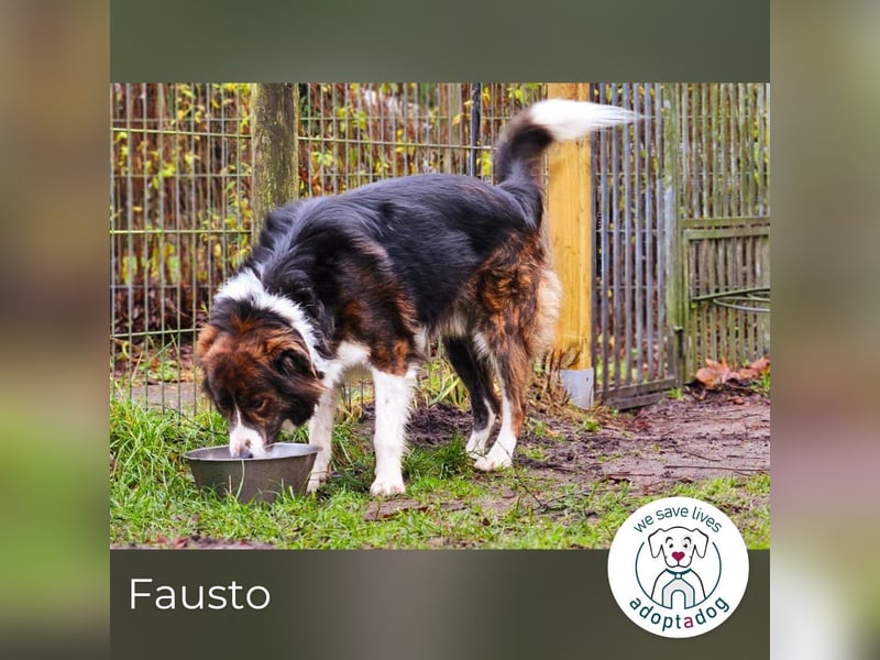 Fausto: sucht ein erfahrenes Zuhause in 29640 Schneverdingen/D