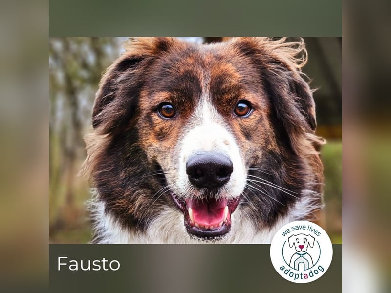 Fausto: sucht ein erfahrenes Zuhause in 29640 Schneverdingen/D