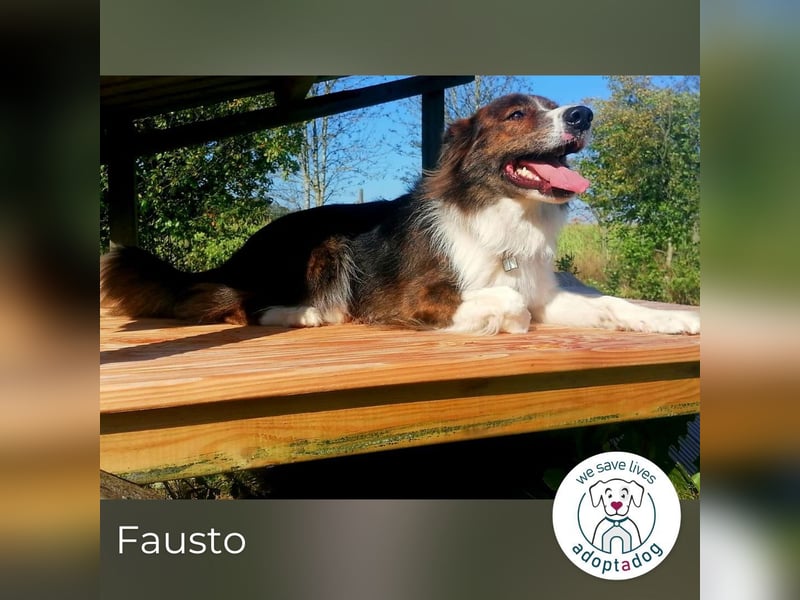 Fausto: sucht ein erfahrenes Zuhause in 29640 Schneverdingen/D