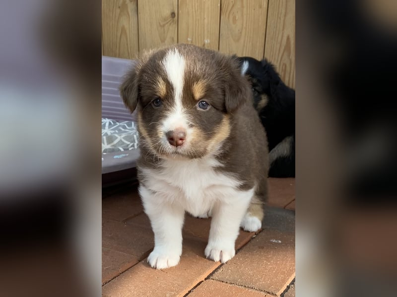 Australien Shepherd Mix