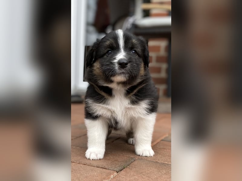 Australien Shepherd Mix