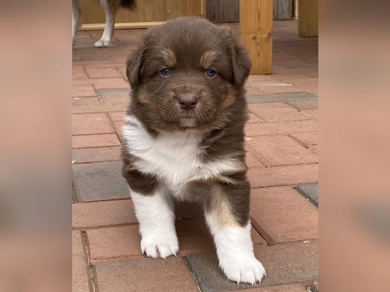 Australien Shepherd Mix