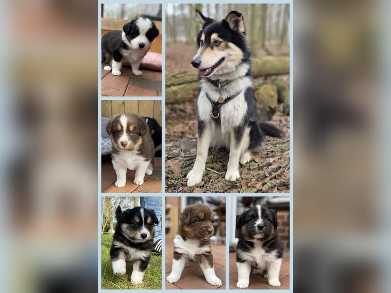 Australien Shepherd Mix