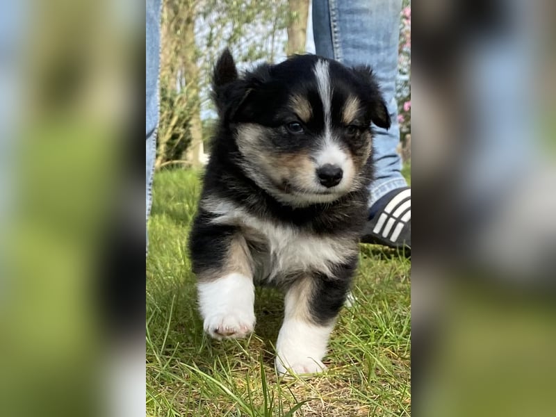 Australien Shepherd Mix